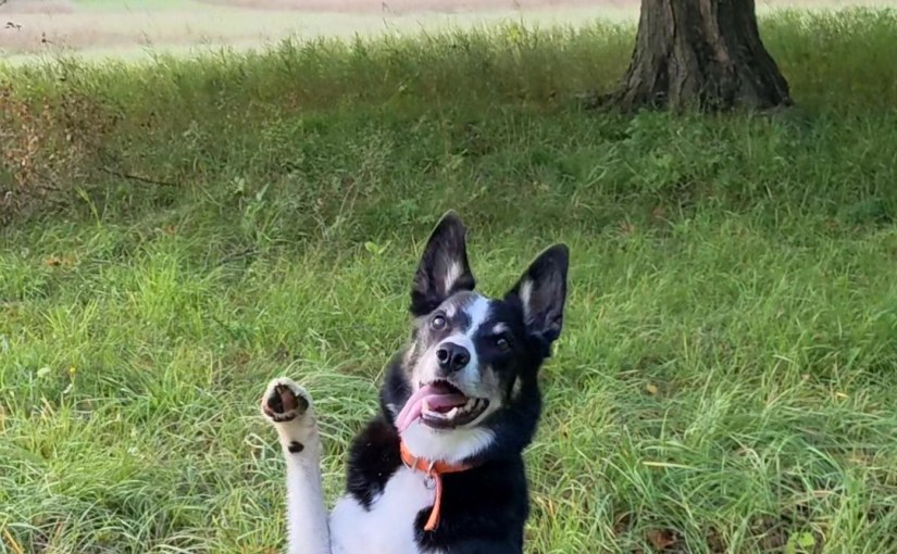 What Do Literary Agents Really&nbsp;Want?