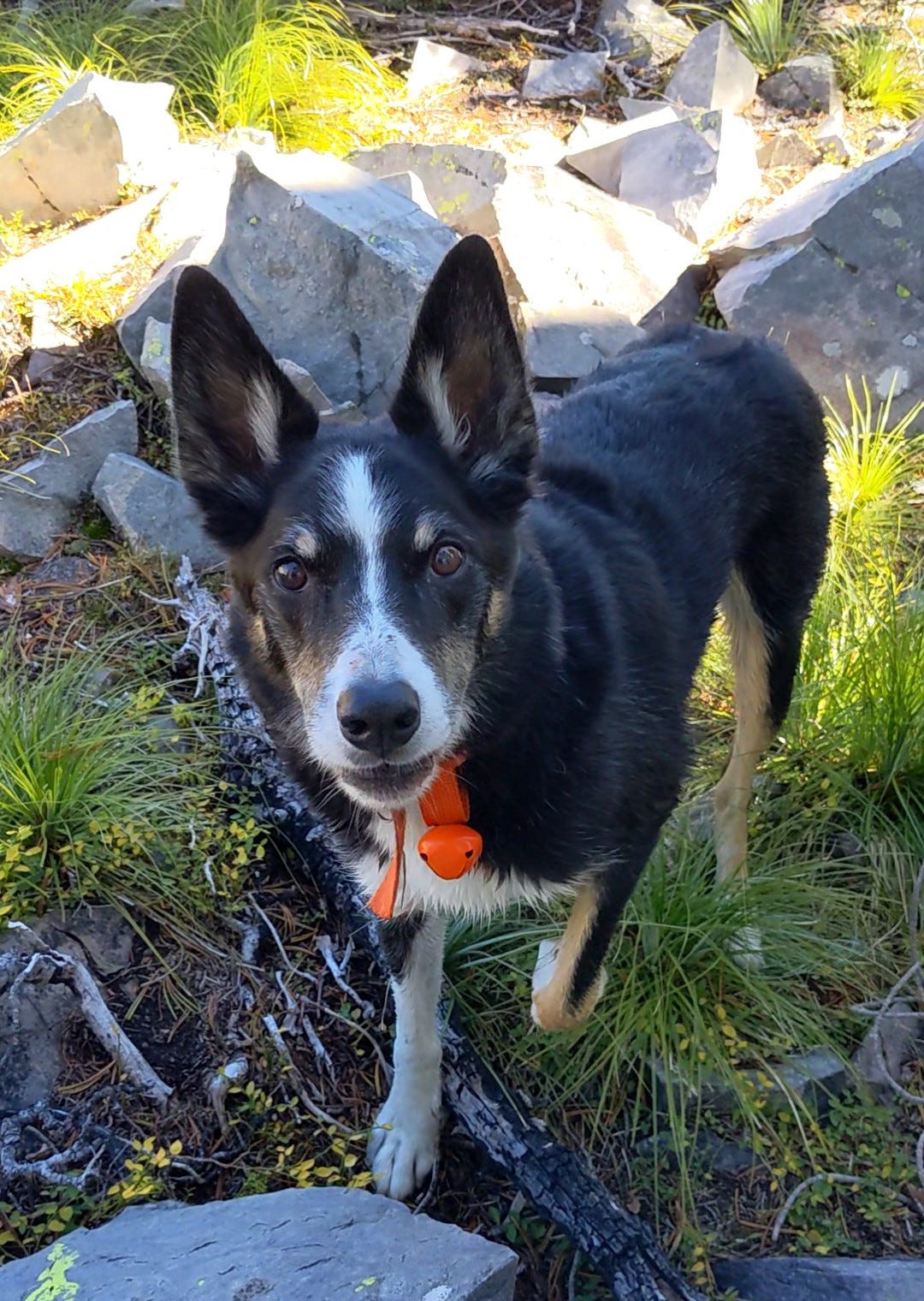 Clean & dry border collie