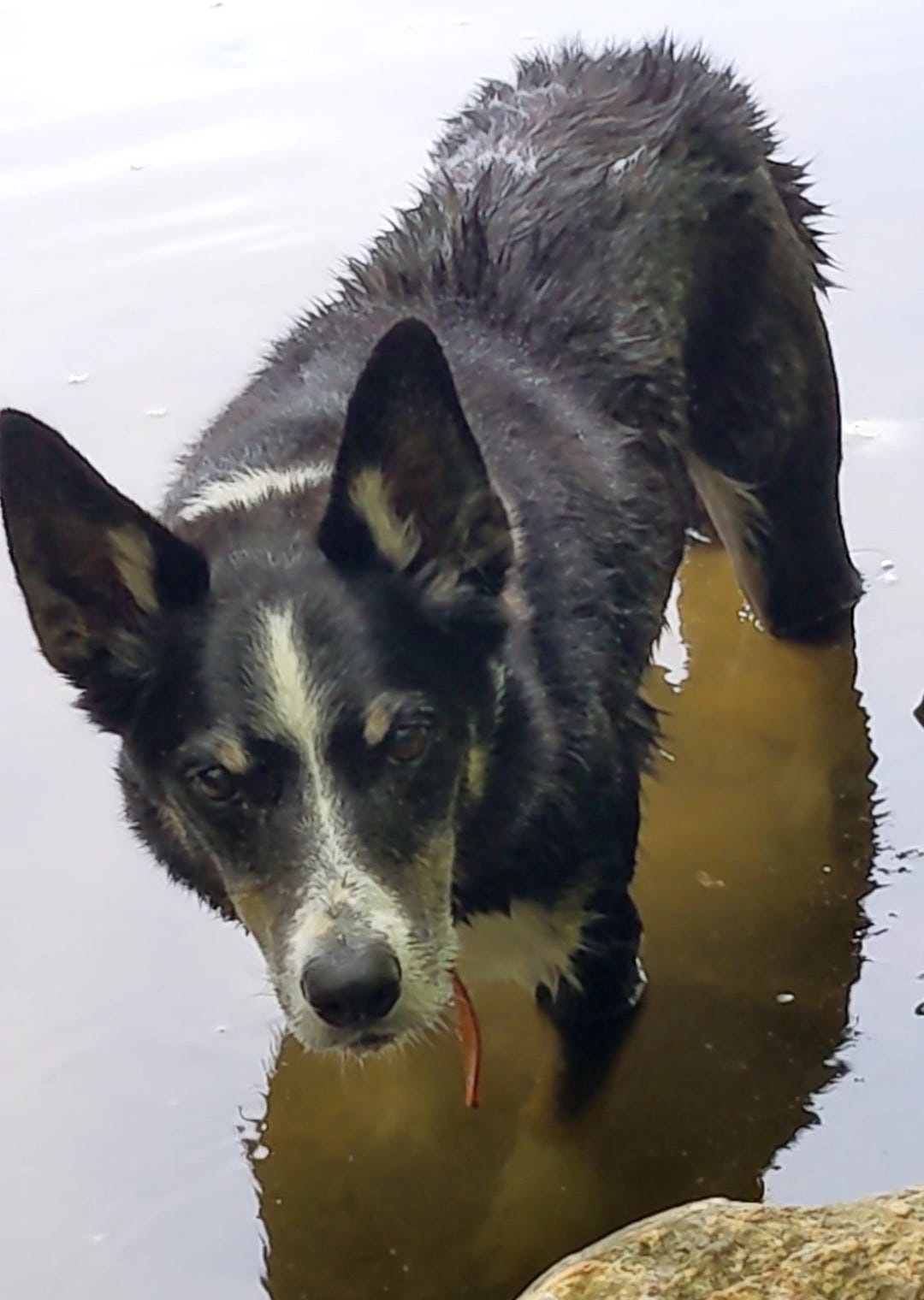 Wet border collie standing knee-deep in brown water